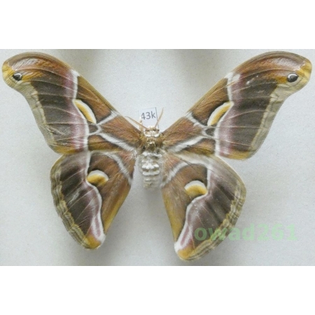 Samia cynthia (Drury, 1773) male ex. ovo China 111mm43k